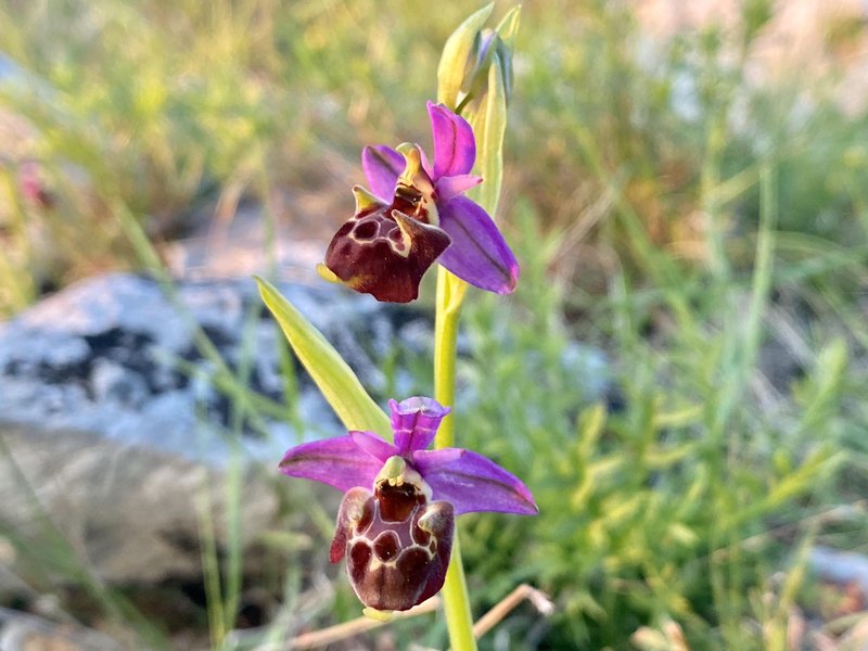 Čmrljeliko mačje uho (Ophrys holosericea)