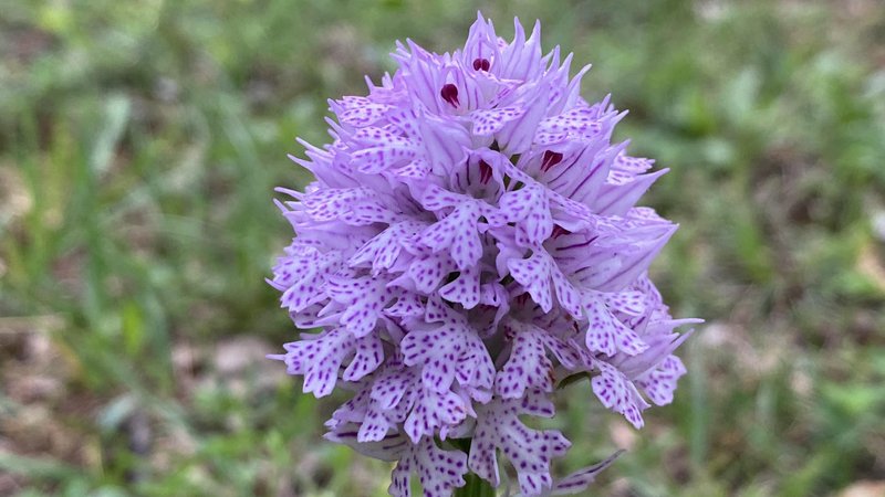 Trizoba kukavica (Neotinea tridentata)