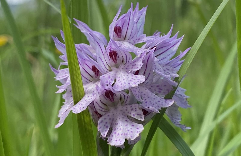 Trizoba kukavica (Neotinea tridentata)