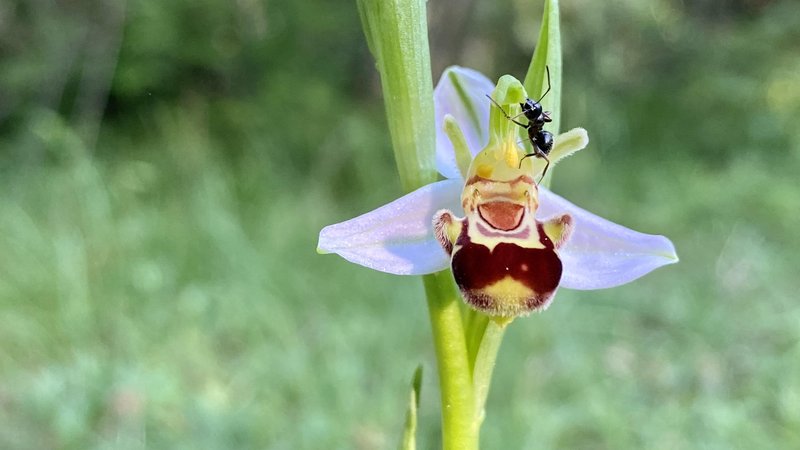 Čebeljeliko mačje uho (Ophrys apifera) ali najbolj nasmejana divja orhideja.