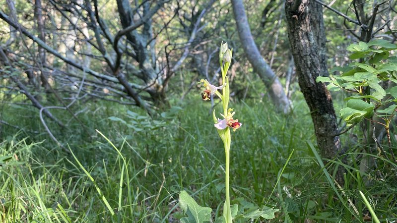 Čebeljeliko mačje uho (Ophrys apifera) ali najbolj nasmejana divja orhideja.