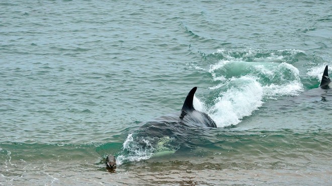 NEVERJETNO, katera ogromna morska žival je priplavala v francosko Seno (foto: Profimedia)