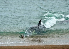 NEVERJETNO, katera ogromna morska žival je priplavala v francosko Seno