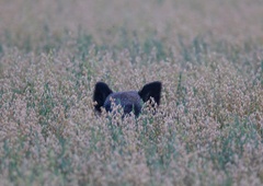 Bo Švedska populacijo TEH živali zares znižala za več kot polovico?