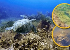 ''Dovolj je! Uničenih je že 80 % dna Jadranskega morja!'' opozarjajo hrvaški živalovarstveniki