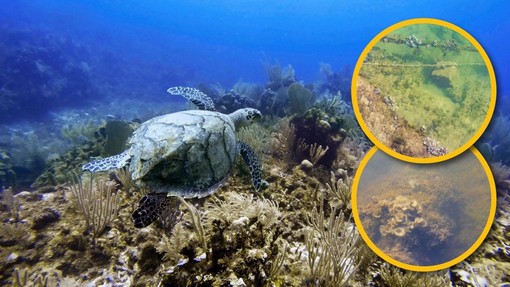 ''Dovolj je! Uničenih je že 80 % dna Jadranskega morja!'' opozarjajo hrvaški živalovarstveniki