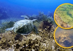 ''Dovolj je! Uničenih je že 80 % dna Jadranskega morja!'' opozarjajo hrvaški živalovarstveniki