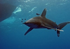 Ob obali južne Istre opazili morskega psa, ob njem plava še več manjših