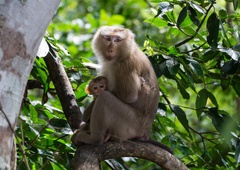 Strokovnjaki so si enotni: To je REŠITEV, ki bo preprečila zoonotske bolezni