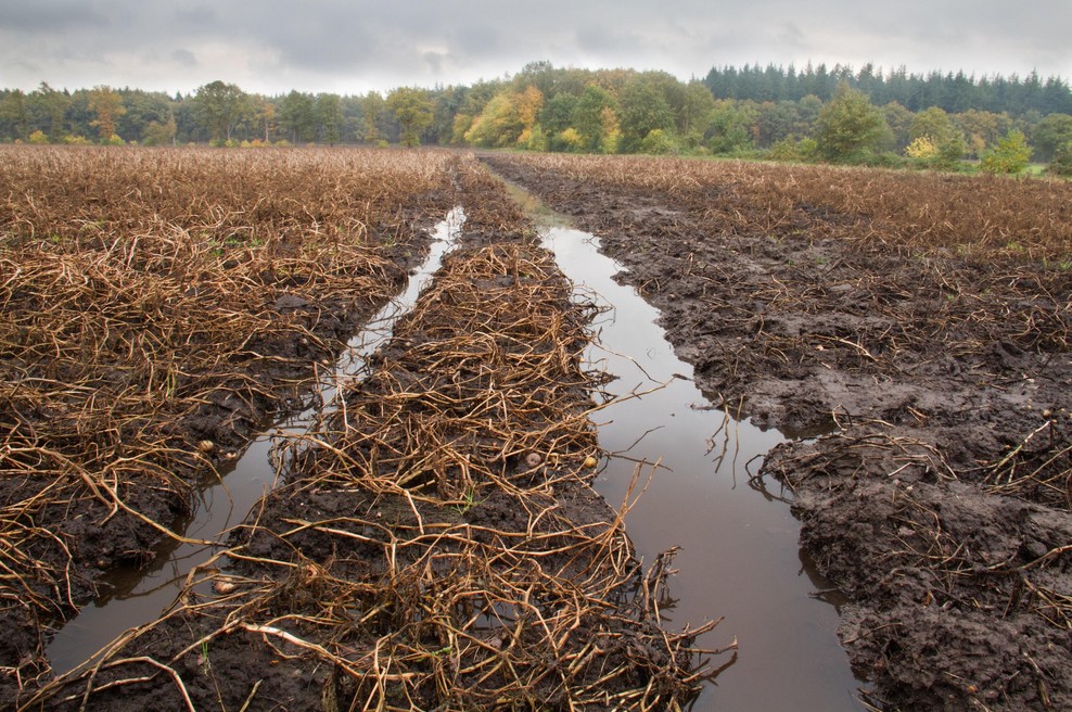 Nihče mu ni verjel, dokler ni pokazal fotografije: iz zemlje izvlekel pravo 10-kilogramsko zverino in zaprl usta vsem (foto: Profimedia)