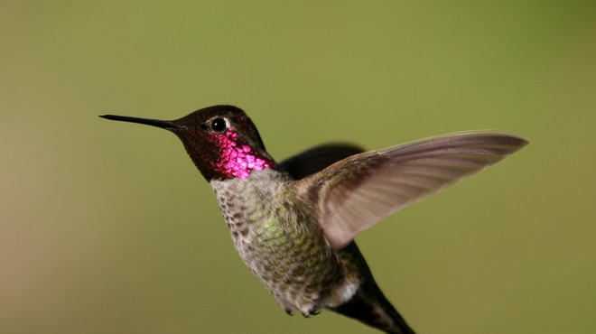 Zakaj se je kolibri odpravil v hribe? (foto: Robert McMorran, United States Fish and Wildlife Service)