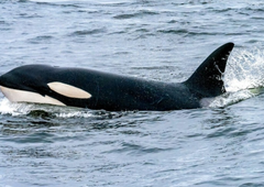 Žalostne novice iz Francije: poglejte, kaj se je zgodilo z orko