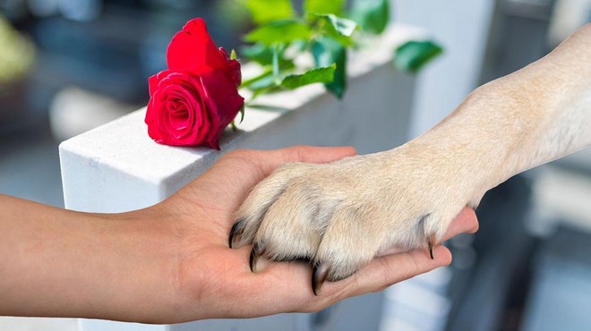 Ste vedeli, da lahko hišne ljubljenčke pokopljete tudi na pokopališču za živali? (foto: Shutterstock/fotomontaža)