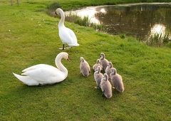 Prikupna labodja družina kraljuje v Kopru! Poglejte, kako prečkajo cesto