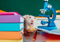 Kdo se boji miši? Kaj pa je strah in trepet miškov?