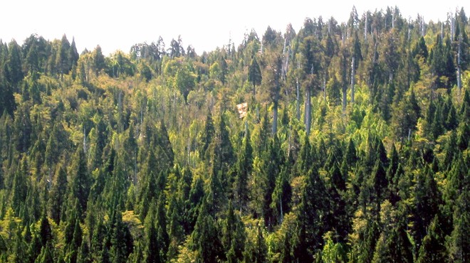 Najstarejše drevo na svetu raste v ... (foto: Wikimedia)