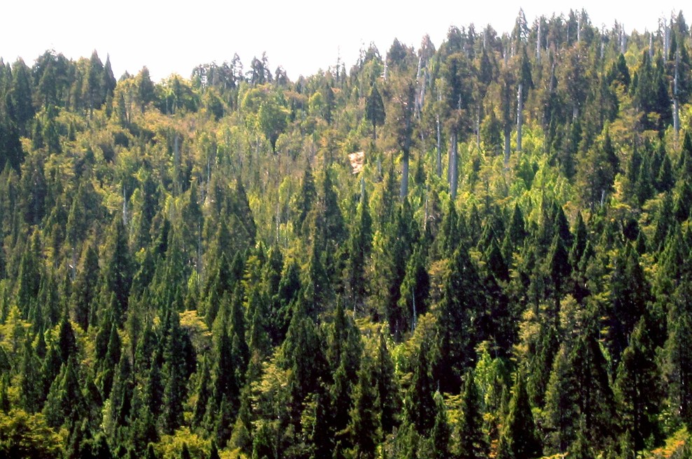 Najstarejše drevo na svetu raste v ... (foto: Wikimedia)