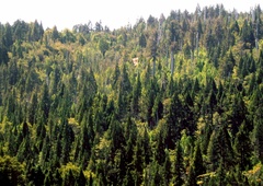 Najstarejše drevo na svetu raste v ...