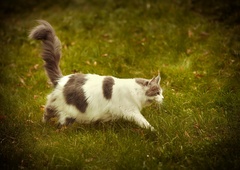 ZATO so domače mačke velika grožnja celotnemu ekosistemu