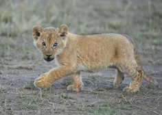 Levja mladička Albi in Leo naredila prve zunanje korake
