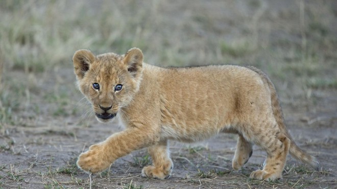 Levja mladička Albi in Leo naredila prve zunanje korake (foto: Profimedia)