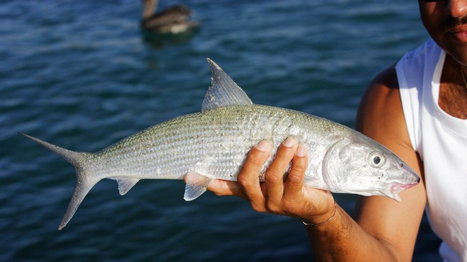 NEVERJETNO, kaj vse so znanstveniki odkrili v ribah (foto: Profimedia)