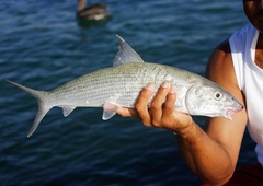 NEVERJETNO, kaj vse so znanstveniki odkrili v ribah