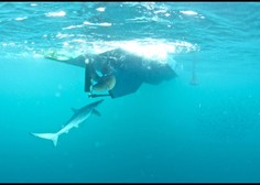 Slovenski ribiči so srečali 2-metrskega morskega psa, ob njem je plaval še en manjši