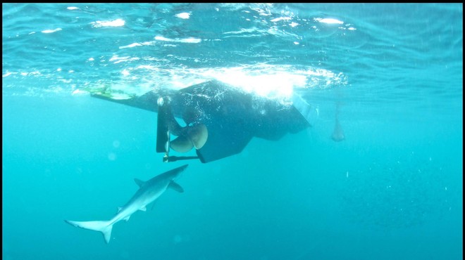 Slovenski ribiči so srečali 2-metrskega morskega psa, ob njem je plaval še en manjši (foto: Profimedia)