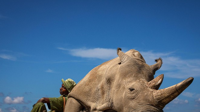 O zadnjih dveh nosoroginjah na svetu: "Vzelo mi je natanko 2 minuti, da sem prvič zajokala. Zavedela sem se, da ne vem ničesar." (foto: Matjaž Krivic)