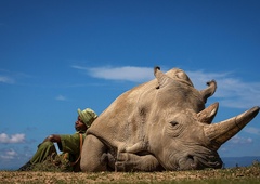 O zadnjih dveh nosoroginjah na svetu: "Vzelo mi je natanko 2 minuti, da sem prvič zajokala. Zavedela sem se, da ne vem ničesar."