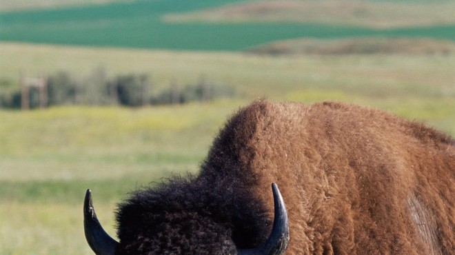 Nič hudega slutečo je napadel bizon (foto: Profimedia)