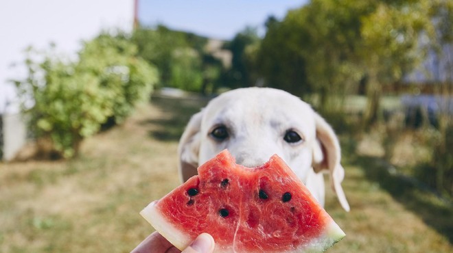 TO je sadje, ki ga lahko delite z vašim psom (foto: Profimedia)