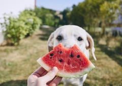 TO je sadje, ki ga lahko delite z vašim psom