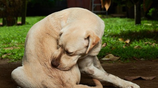 S preventivo nad klope in bolhe pri psu: 6 zlatih pravil