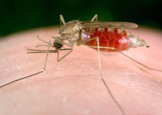 TAKO komarji izvohajo svojo žrtev