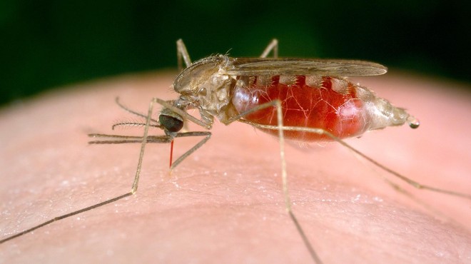 TAKO komarji izvohajo svojo žrtev (foto: Profimedia)
