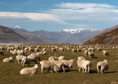 Bodo kmetje v TEJ državi kot prvi plačevali za riganje svojih ovc?