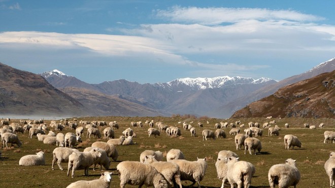Bodo kmetje v TEJ državi kot prvi plačevali za riganje svojih ovc? (foto: Profimedia)