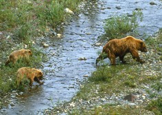Velike Lašče: zvečer z dvorišča opazovali medvedko z mladičema, zjutraj volk pobil 10 ovac