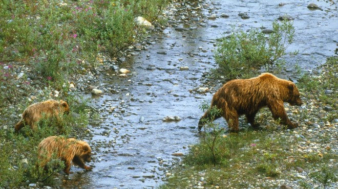 Velike Lašče: zvečer z dvorišča opazovali medvedko z mladičema, zjutraj volk pobil 10 ovac (foto: Profimedia)