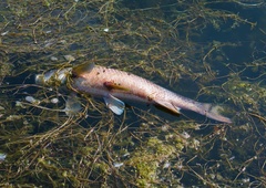 Iz potoka pobrali že več kot 50 kilogramov MRTVIH rib, kaj se je zgodilo?