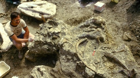 Na britanskem otoku Wight odkrili dinozavra vseh dinozavrov