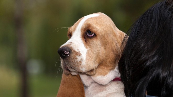 TO je problematično vedenje, ki ga psi največkrat razvijejo pri prvih lastnikih (foto: Profimedia)
