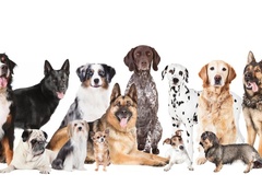 TO so najbolj priljubljene pasme v Sloveniji