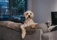 TAKO prepoznate ločitveno tesnobo pri psu