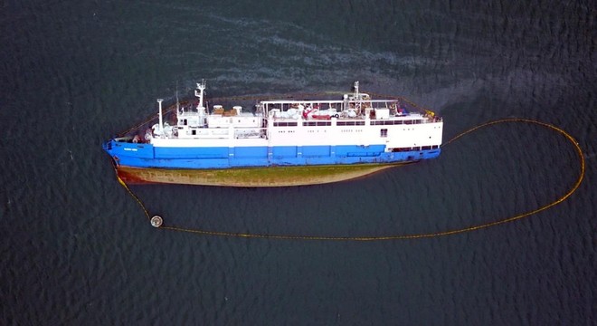 Žalostno: potonila ladja z ogromnim številom ovac na krovu (foto: Animals international)
