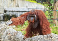 Šokanten posnetek: orangutan v živalskem vrtu zagrabil obiskovalca