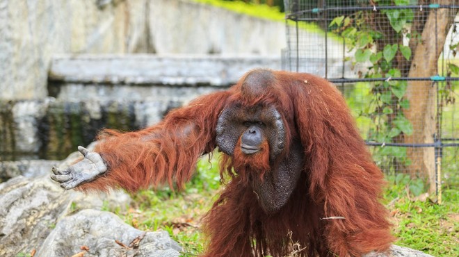 Šokanten posnetek: orangutan v živalskem vrtu zagrabil obiskovalca (foto: Profimedia)