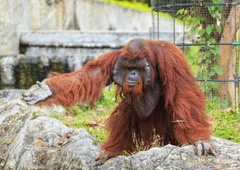 Šokanten posnetek: orangutan v živalskem vrtu zagrabil obiskovalca